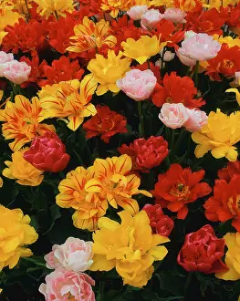 Multi Colored Blooms Prints: Tulips