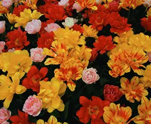 Ornamental Flowering Plants Prints: Tulips