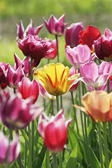Nature Botany Images Prints: Tulips