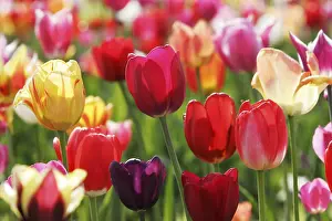 Colorful Flowers Prints: Tulips