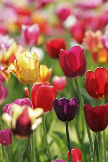 Colorful Flowers Prints: Tulips