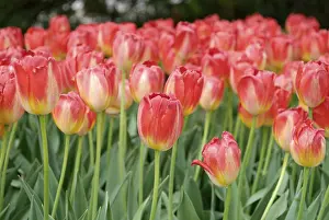 Open Air Flowers Prints: Tulips