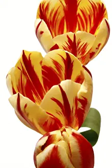 Liliaceae Family Plants Prints: Tulips