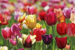 Detailed Flower Photography Prints: Tulips