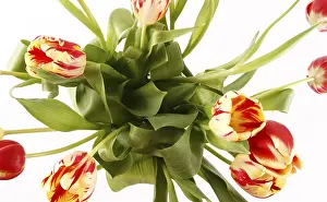 Tulip Blossom Prints: Tulips