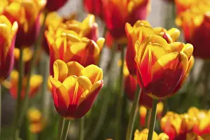 Spring Flowers Germany Prints: Tulips