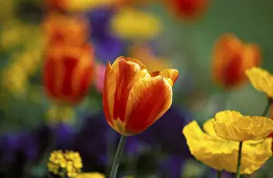 Spring Flowers Europe Prints: Tulips