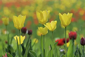 First Day Of Spring Bloomers Prints: Tulips