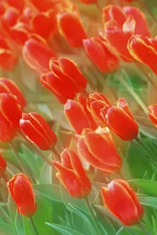 Framed Print : Tulips Print by ImageBROKER Framed Print : Tulips Print by ImageBROKER