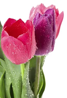 Ornamental Plant Prints: Tulips