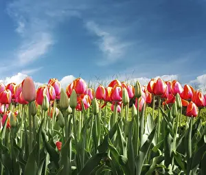 Spring Blooming Flowers Prints: Tulips