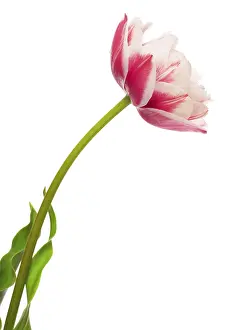 Decorative Plant Prints: Tulips