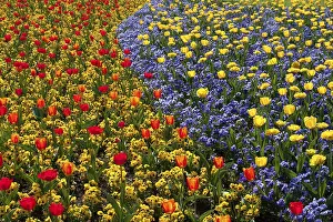 Springtime Blooms Prints: Tulips