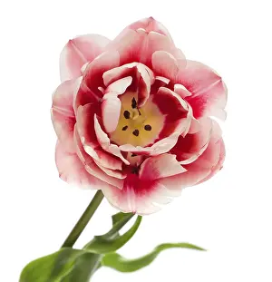 Ornamental Plant Prints: Tulips