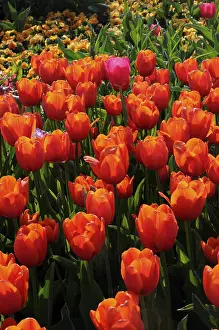 Ornamental Plant Prints: Tulips
