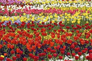 Spring Blooming Flowers Prints: Tulips