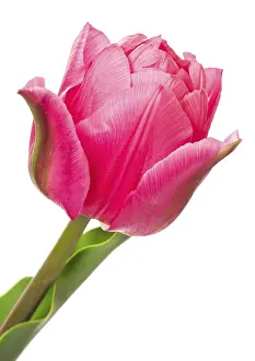 Deserted Tulip Field Prints: Tulips