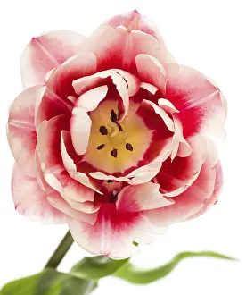 Spring Flowers Prints: Tulips