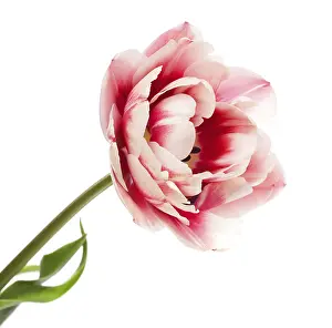 Spring Flowers Europe Prints: Tulips