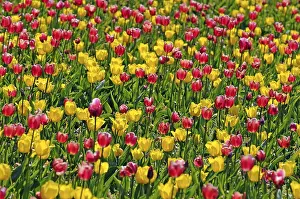 Liliaceae Family Plants Prints: Tulips (Tulipa spp.)