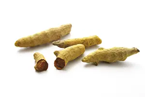 Prints of Tumeric (Curcuma longa) Longa Prints: Tumeric (Curcuma longa) Print