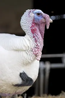 Animal Husbandry Practices Prints: Turkey