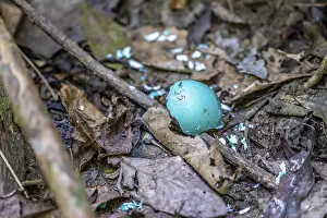 Corcovado National Park Prints: Turquoise eggshell, broken egg on the forest floor