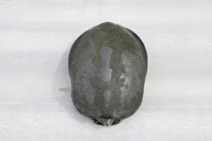 Prints of The turtle hid in the shell and does not stick out of it. Ordinary river tortoise of temperate latitudes. The tortoise is an ancient reptile River Turtles Prints: Print of an Ordinary River Tortoise Hiding in its Shell