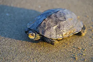 Prints of Turtle sitting on sandy surface with slight light reflection, Balkan pond turtle (Mauremys rivulata), Balkan stream turtle, Ayvalik, Aegean Sea, Turkey Pond Turtle Prints: Balkan Pond Turtle Print, Ayvalik, Turkey
