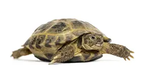 Studio Shot Of A Turtle Prints: Turtle walking, isolated on white