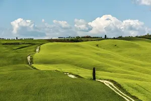 Tuscan Landscape Prints: Tuscan landscape, way through cornfields