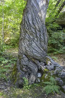 European Nature Escapes Prints: Twisted tree trunk, Gres d'Annot sandstone labyrinth hike