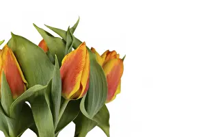 Two-Colored Tulipa Flair Print