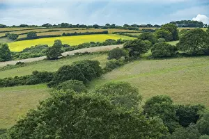 Cornish Landscape Prints: Typical Cornish landscape with meadows