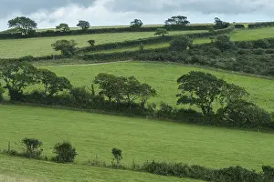 European Rural Scenery Prints: Typical Cornish landscape with meadows