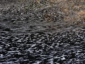 Prints of Typical foam structures on a blackwater river, Chapada Diamantina, Bahia, Brazil Brazil Heritage Site Prints: Typical Foam Structures Print, Blackwater River, Brazil