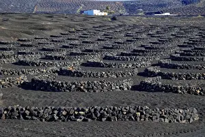 Canary Islands Agriculture Prints: Typical viticulture in dry farming method
