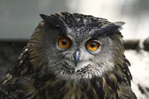 Prints of Uhu Eagle Owl Prints: Uhu Uhu Print by imageBROKER