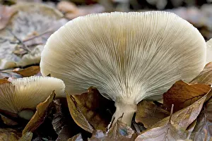 Botany Nature Photos Prints: Underside mushroom