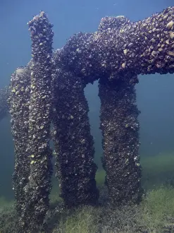 Quagga Mussel Invasion Prints: Underwater structure with columns