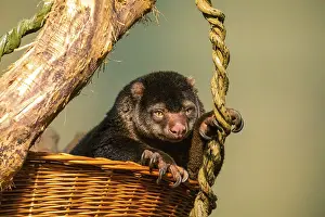 Prints of Unique Animal, Bear Cuscus Ailurops. Marsupial from Sulawesi Island Indonesia, phalanger Maculatus very cute sitting in basket at zoo Berlin looking at camera Phalangeridae Prints: Bear Cuscus Print - Sulawesi Island Marsupial