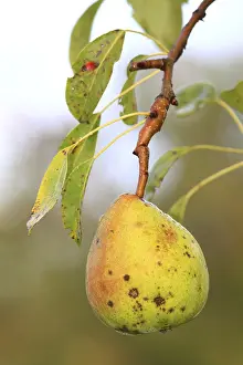 Daytime Outdoor Photography Prints: Untreated pear growing on a tree