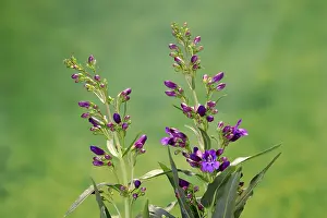 European Flowering Plant Prints: Upright bearded thread (Penstemon strictus)
