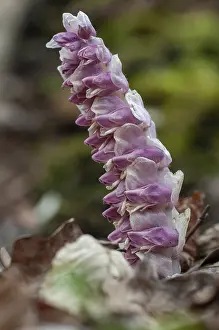 Common Toothwort Prints: Upright scale root, brown root