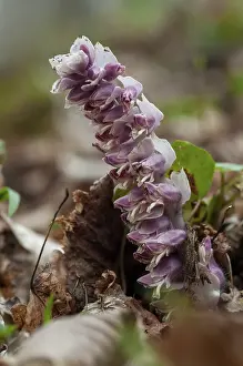 Common Toothwort Prints: Upright scale root, brown root