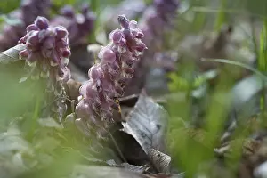 Purple Flowering Plants Prints: Upright scale root, brown root