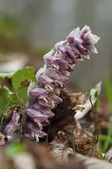 Common Toothwort Prints: Upright scale root, brown root