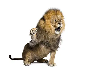 Wildlife Photography Big Cat Prints: Upset Lion pulling a face and looking at the camera