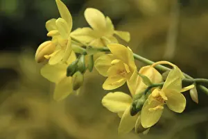 Green Flowering Plants Prints: Vanda, Orchidee