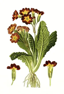 Print of Variabilis, Polyanthus Cowslip